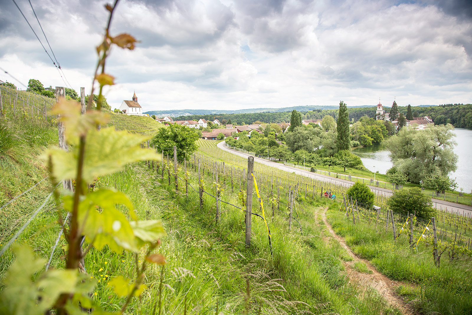 Sicht über Weinberg auf Klosterinsel, 198B2210.jpg
